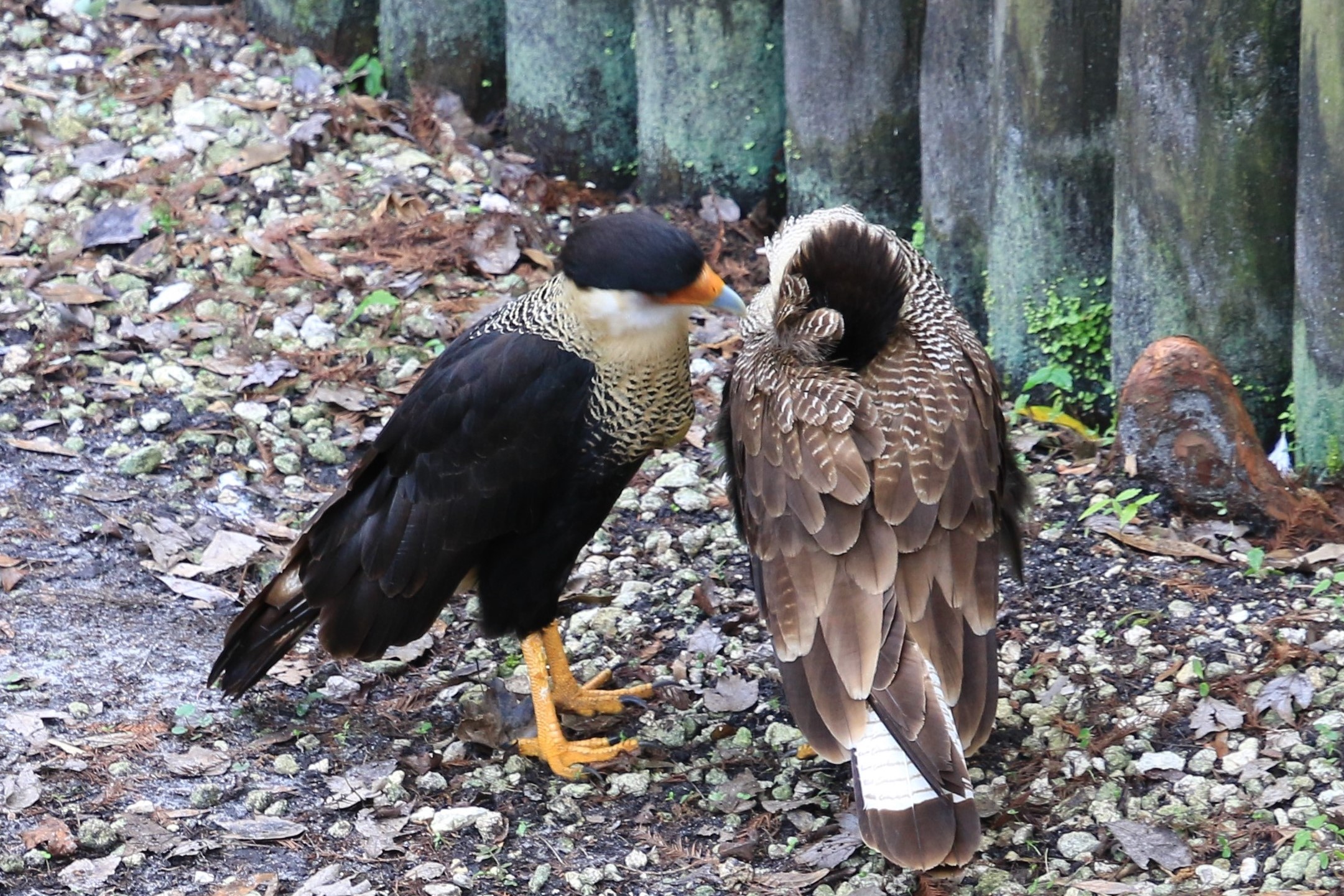 Talking Birds